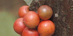 Cauliflorous fruits of Brazzeia congoensis