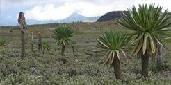 Lobelia rhynchopetalum in Ethiopian Highlands