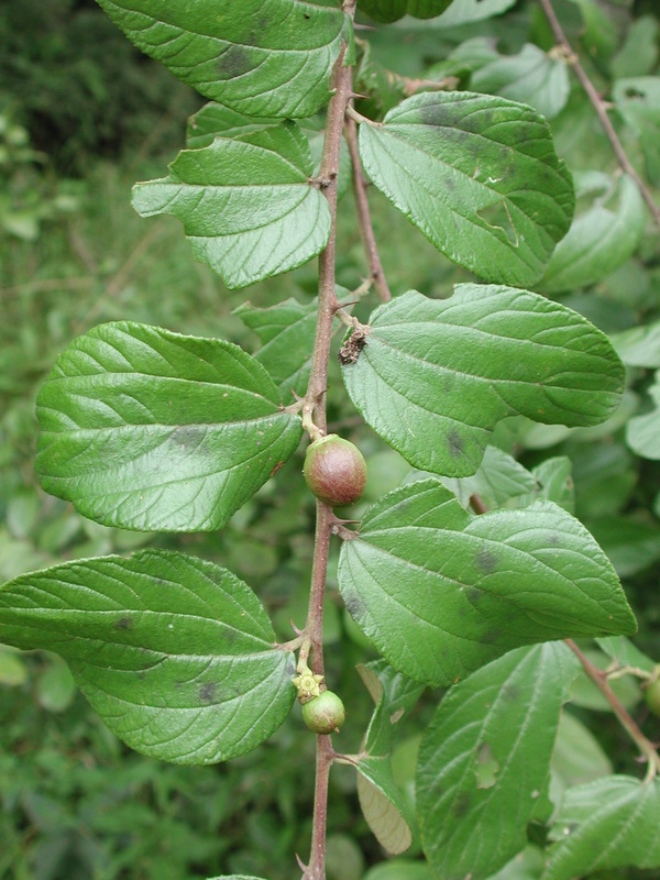 West African Plants - A Photo Guide - Ziziphus Abyssinica A.rich.