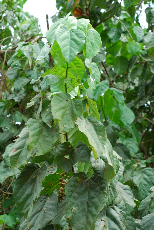 DJEKA Leaves (Alchornea Cordifolia)