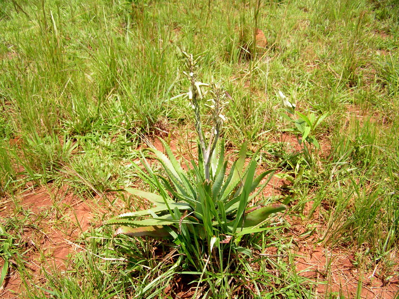 Soeverein Tahiti Loodgieter African Plants - A Photo Guide - Aloe vera (L.) Burm. f.