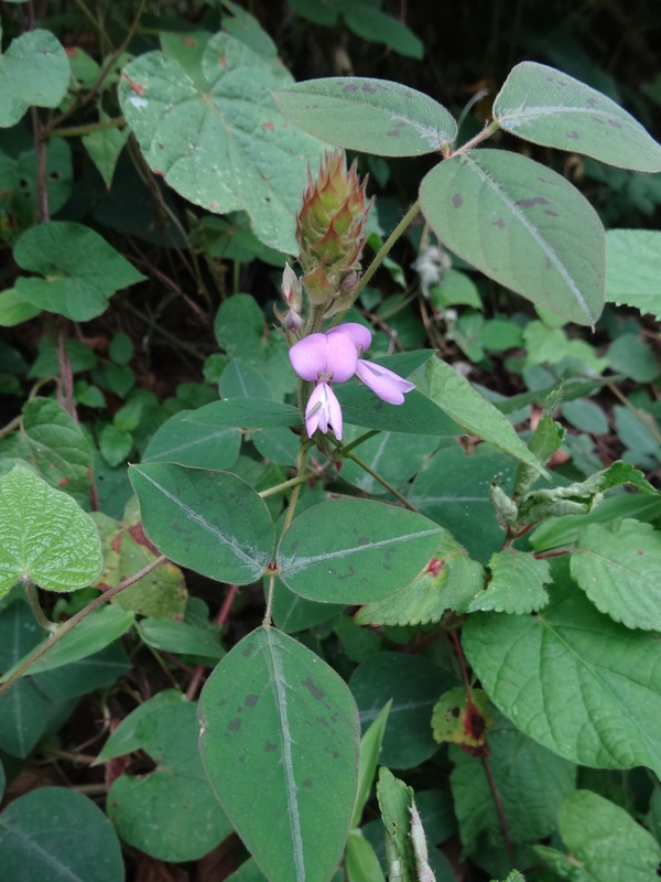 African Plants A Photo Guide Desmodium Intortum Mill Urb 