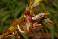 Bulbophyllum schinzianum Kraenzl. ex De Wild. & T. Durand