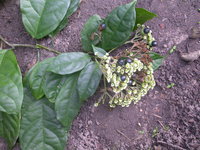 Clerodendrum volubile P. Beauv.