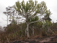 Euphorbia kamerunica Pax