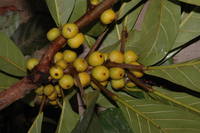 Ficus lutea Vahl