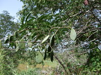 Gilletiodendron glandulosum (Portères) J.Léonard