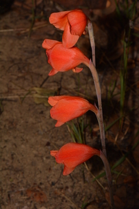 Gladiolus dalenii subsp. andongensis (Baker) Goldblatt