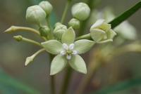 Kanahia laniflora (Forssk.) R.Br.