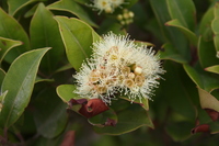 Syzygium staudtii (Engl.) Mildbr.