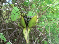 Tacca leontopetaloides (L.) Kuntze