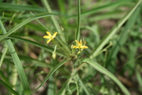 Tricliceras pilosum (Willd.) R.Fern.