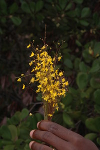 Utricularia subulata L.