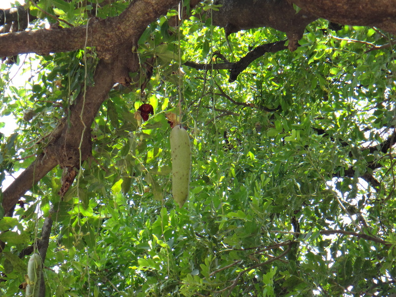 Kigelia africana - Trees SA