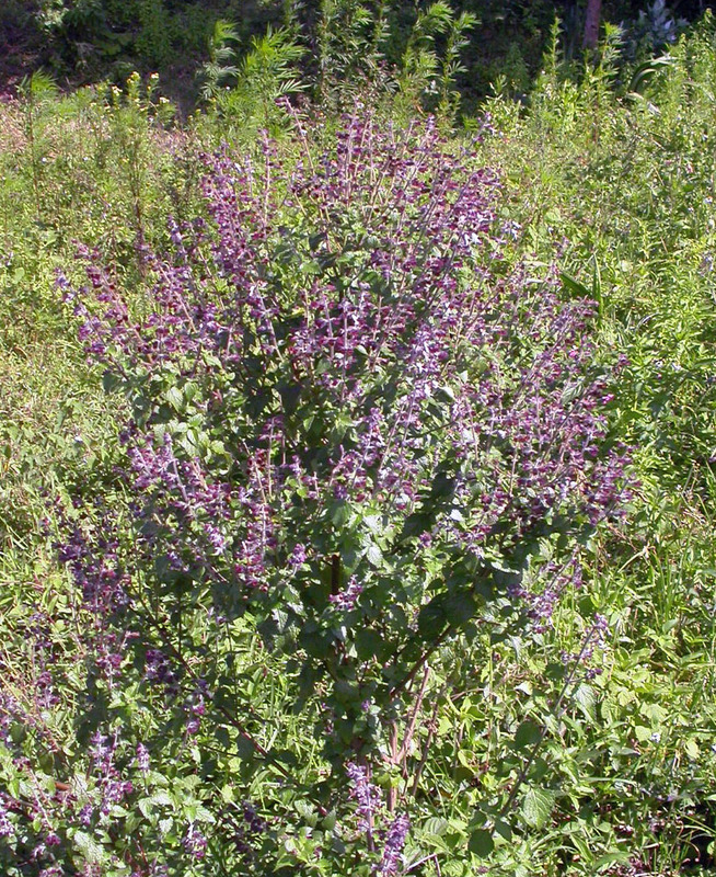 West African Plants - A Photo Guide - Ocimum Lamiifolium Hochst. Ex Benth.