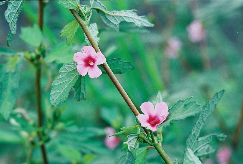 West African Plants A Photo Guide Urena Lobata L